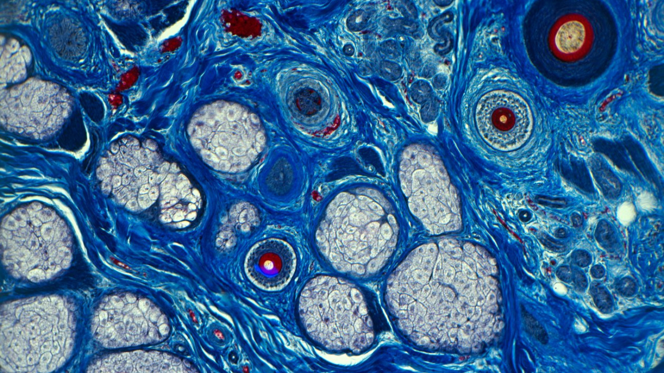 Leia mais sobre o artigo Microbioma da Pele: O Segredo Invisível para uma Pele Saudável